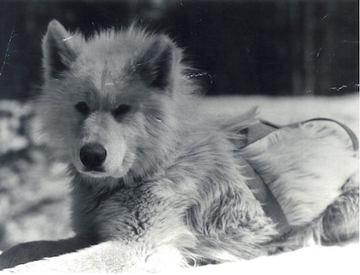 Rex of White Way Picture Taken after Setting World Record in Weight Pulling on Freezing Snow and Ice at West Yellowstone, Montana on February 22, 1954. (Courtesy Mardee Ward-Fanning)