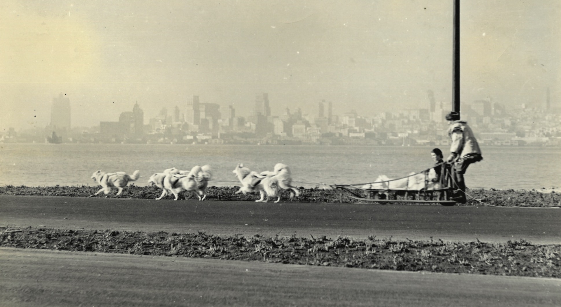 Mason Samoyed Dog Team